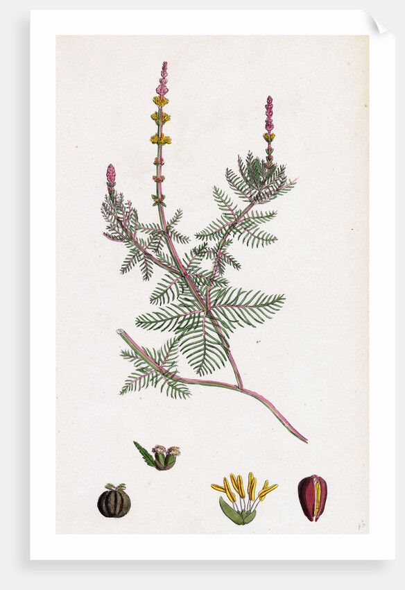 Myriophyllum Spicatum Spiked Water-Milfoil by Anonymous