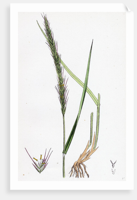 Triticum Caninum Wood Couch-Grass by Anonymous