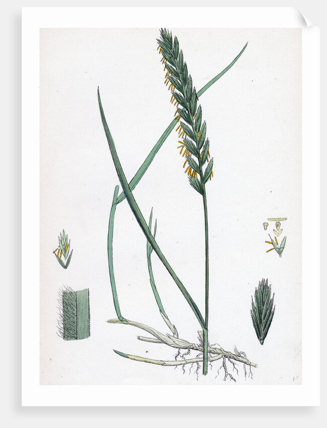 Triticum Eu-Repens Common Couch-Grass by Anonymous