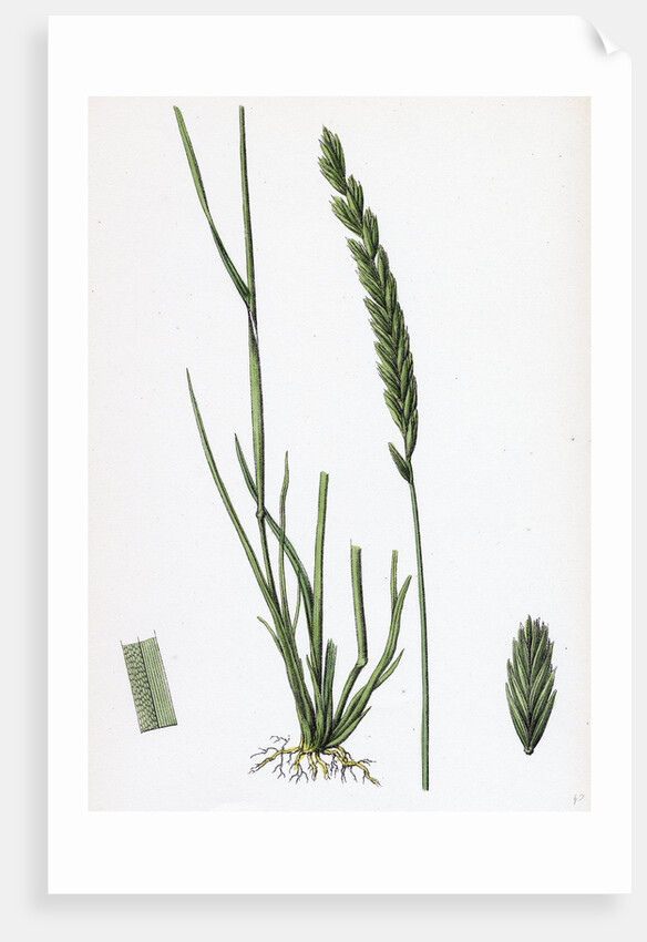 Triticum Pungens Erect Sea Couch-Grass by Anonymous