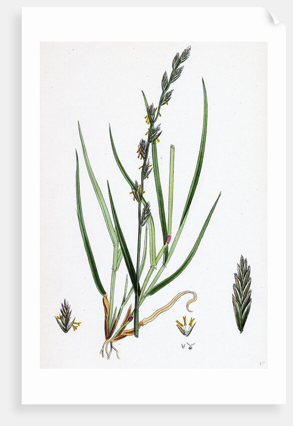 Lolium Eu-Perenne Common Rye-Grass by Anonymous