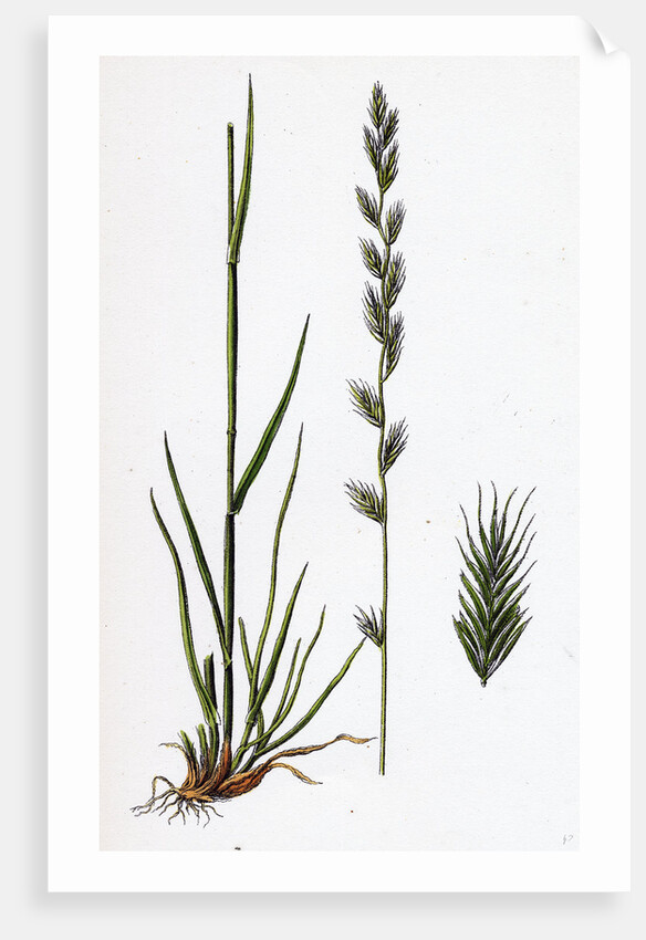 Lolium Italicum Italian Rye-Grass by Anonymous