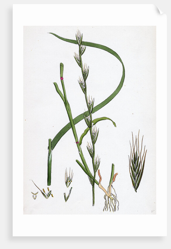 Lolium Temulentum Var. Genuinum Common Darnel Var. A. by Anonymous