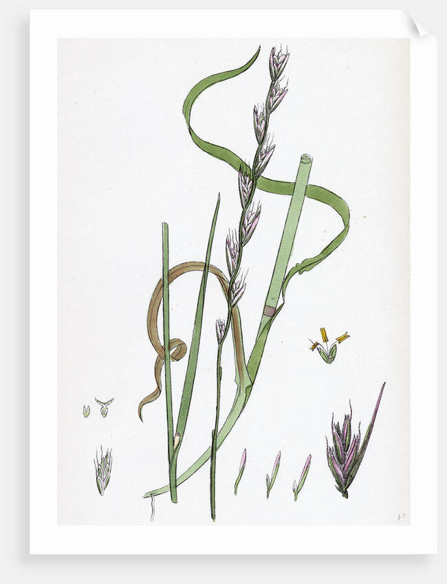 Lolium Temulentum Var. Arvense Common Darnel Var. B. by Anonymous