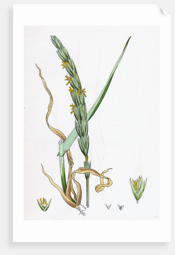 Elymus Arenarius Sand Lyme-Grass by Anonymous