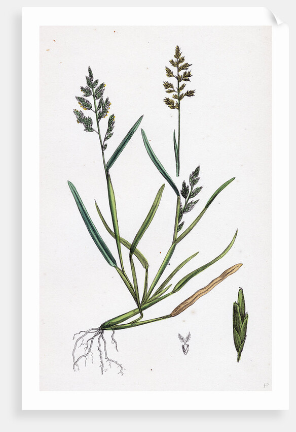 Sclerochloa Procumbens Procumbent Meadow-Grass by Anonymous