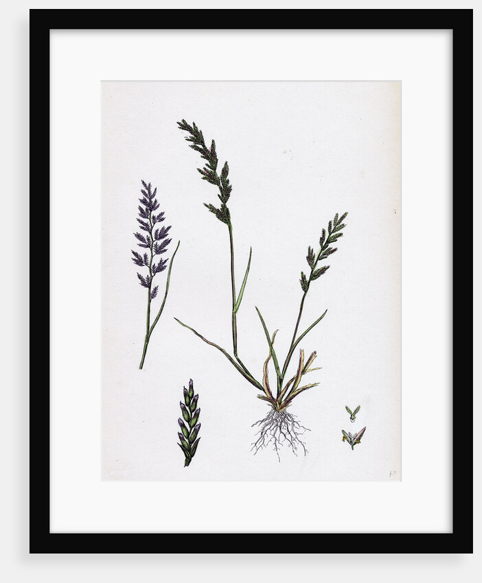 Sclerochloa Rigida Hard Meadow-Grass by Anonymous