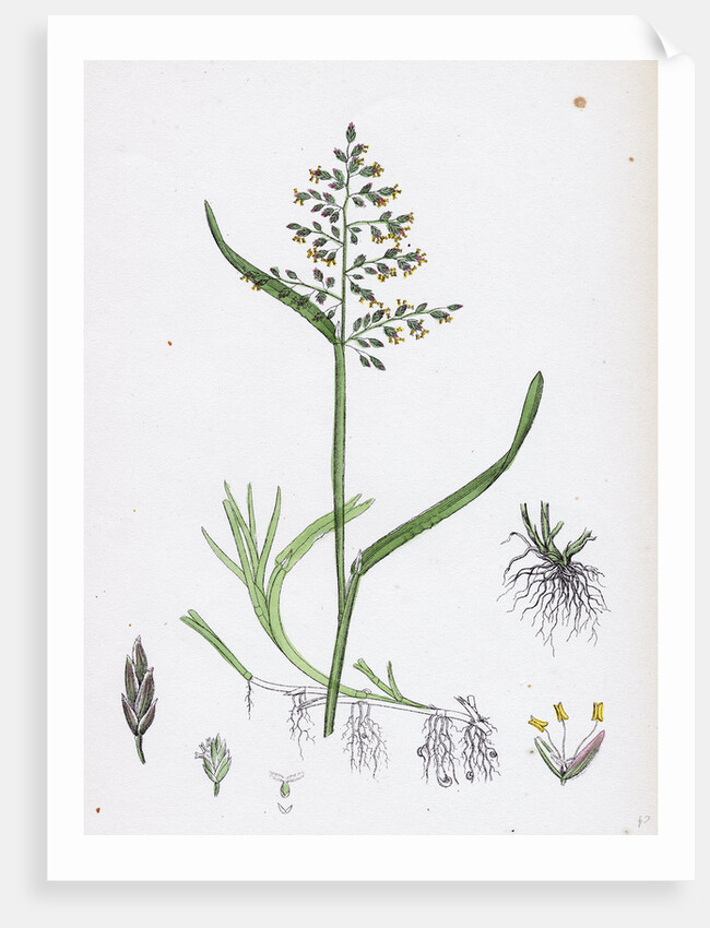 Poa Annua Annual Meadow-Grass by Anonymous