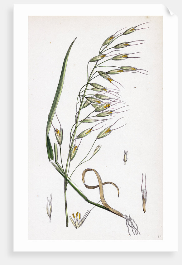 Avena Strigosa Black Oat by Anonymous