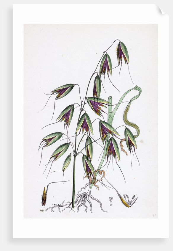 Avena Fatua Wild Oat by Anonymous