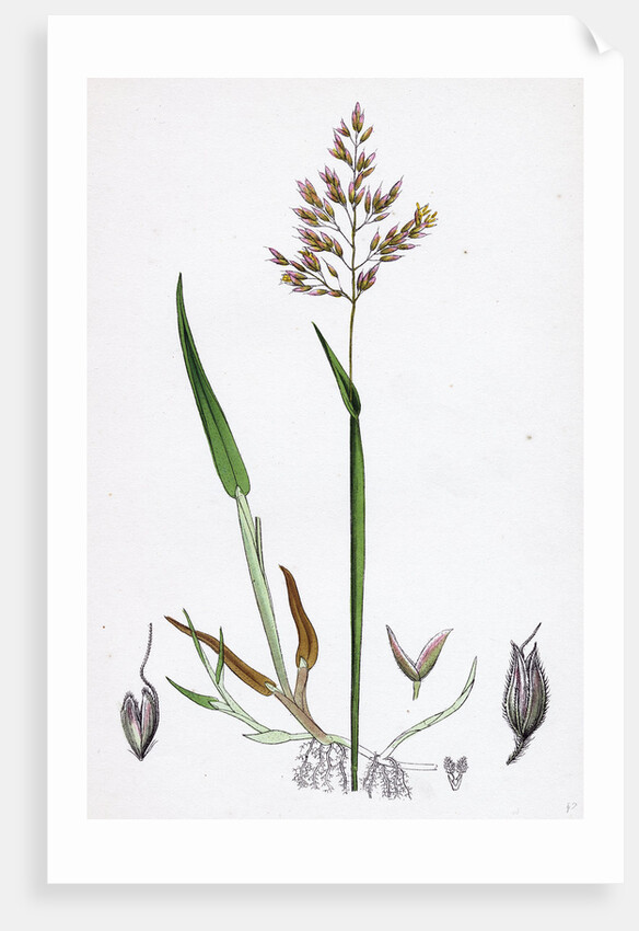 Holcus Mollis Creeping Soft-Grass by Anonymous