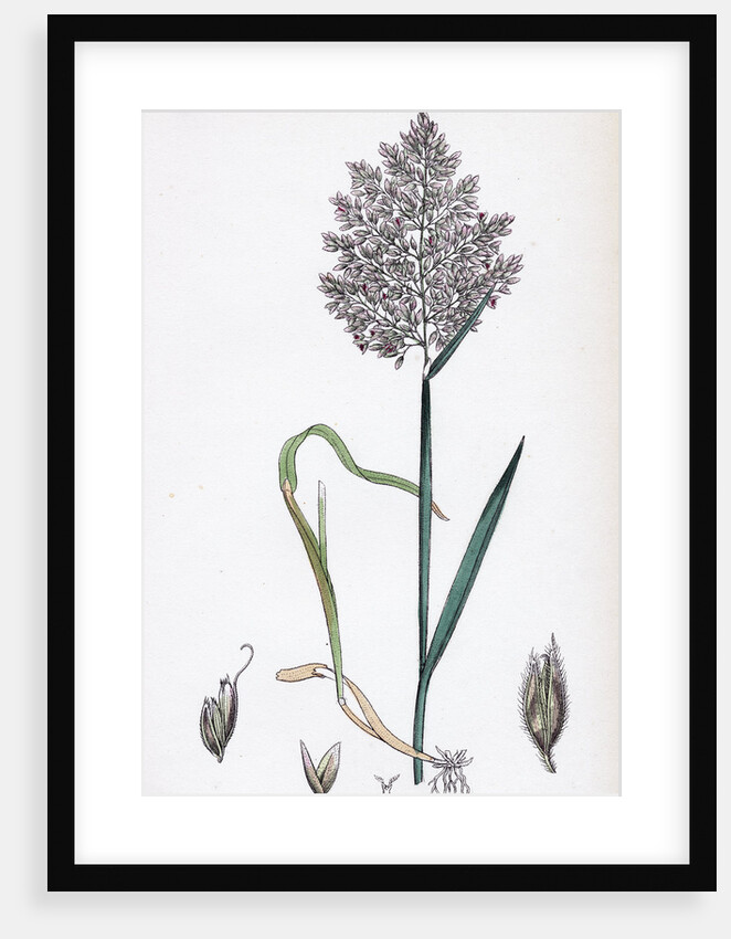 Holcus Lanatus Yorkshire Fog by Anonymous