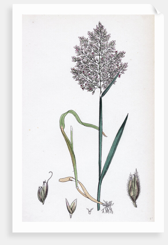 Holcus Lanatus Yorkshire Fog by Anonymous