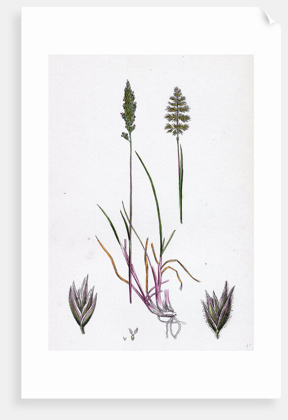 Köleria Cristata Crested Hair-Grass by Anonymous