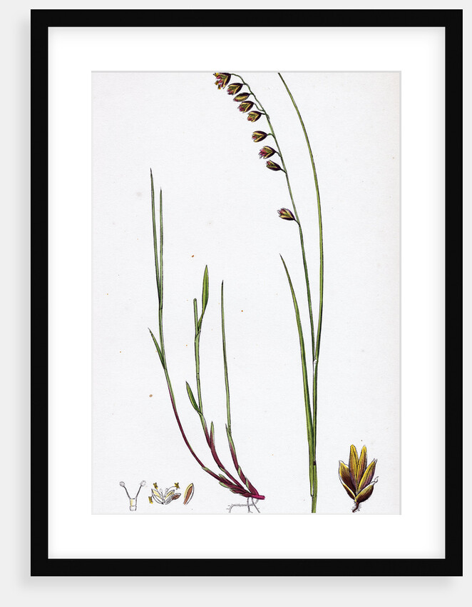 Melica Nutans Nodding Melic-Grass by Anonymous