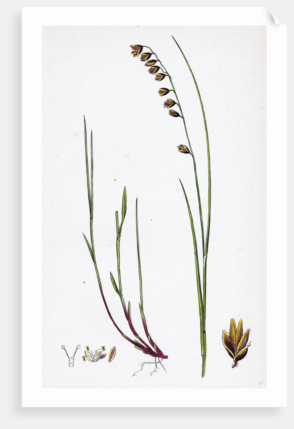 Melica Nutans Nodding Melic-Grass by Anonymous