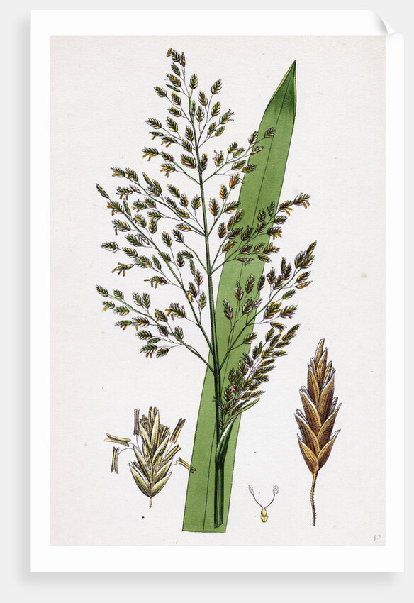 Glyceria Aquatica Reed Meadow-Grass by Anonymous