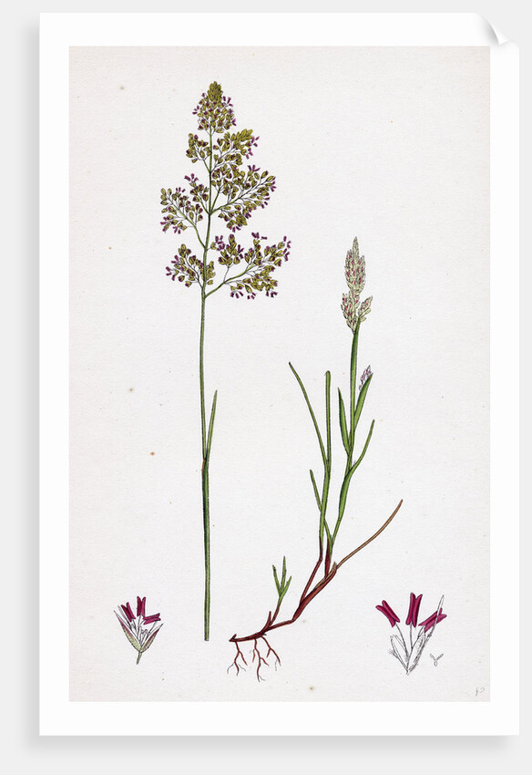 Corynephorus Canescens Grey Hair-Grass by Anonymous