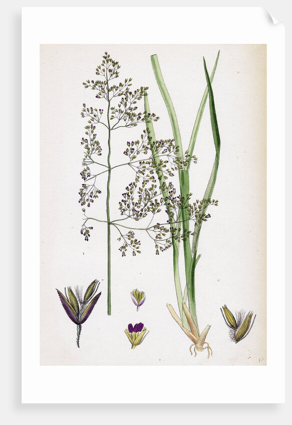 Aira Eu-Caespitosa Tufted Hair-Grass by Anonymous