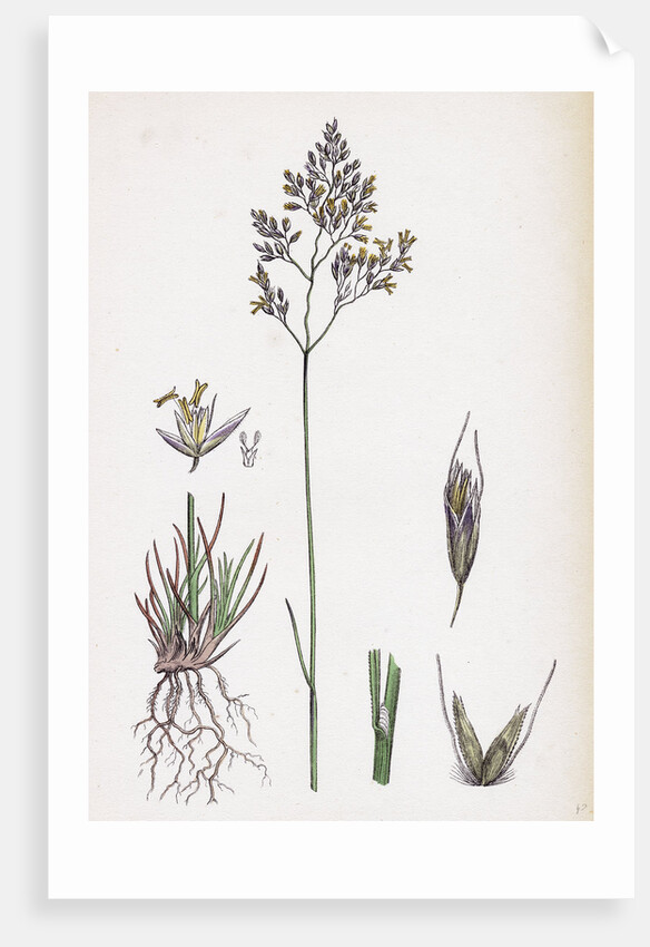 Aira Eu-Fluxuosa Heath Hair-Grass by Anonymous