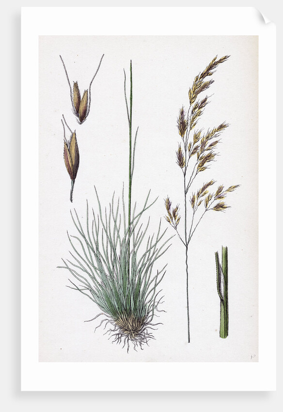 Aira Uliginosa Bog Hair-Grass by Anonymous