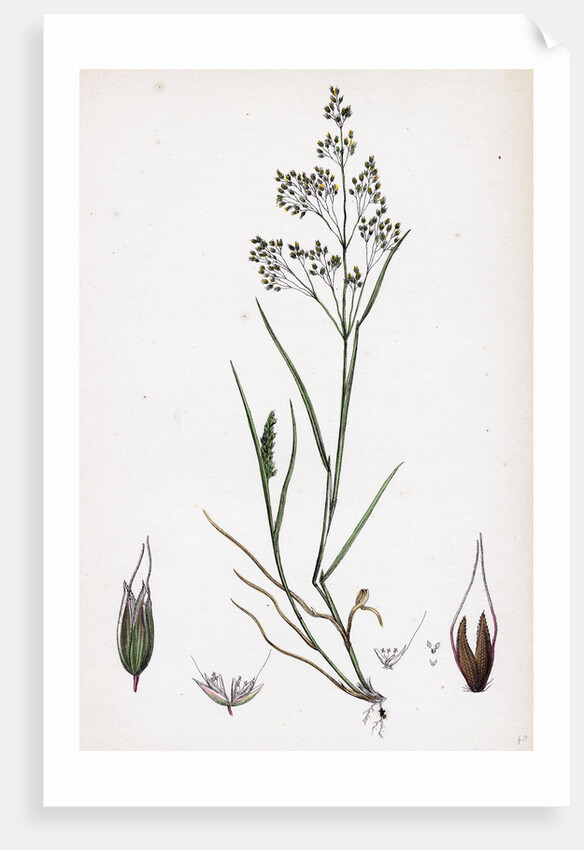 Aira Caryophyllea Silvery Hair-Grass by Anonymous