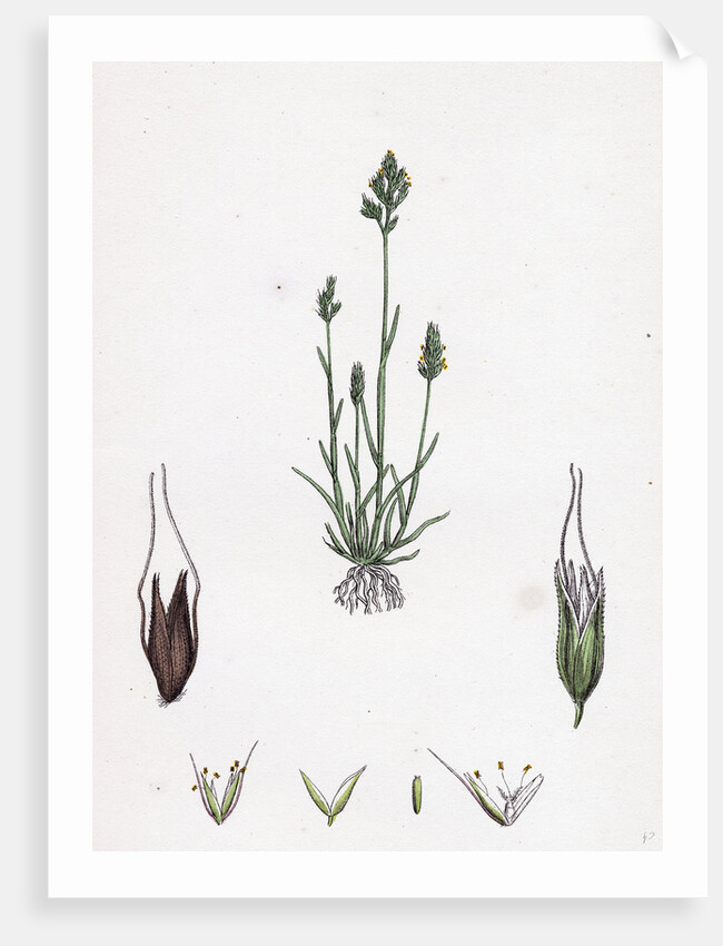 Aira Praecox Early Hair-Grass by Anonymous