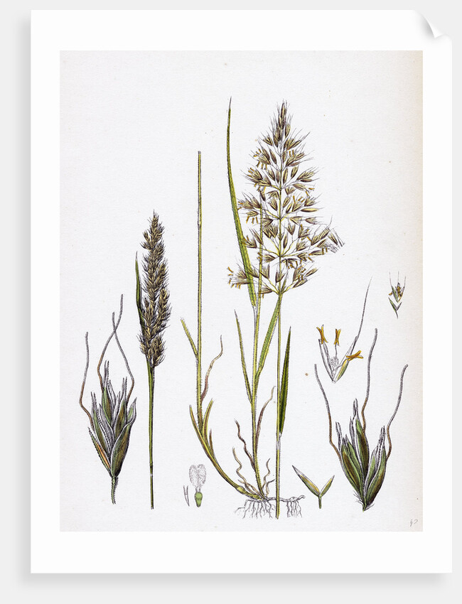 Avena Flavescens Yellow Oat-Grass by Anonymous