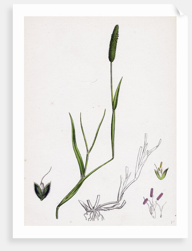 Alopecurus Eu-Geniculatus Bent-Stemmed Fox-Tail-Grass by Anonymous