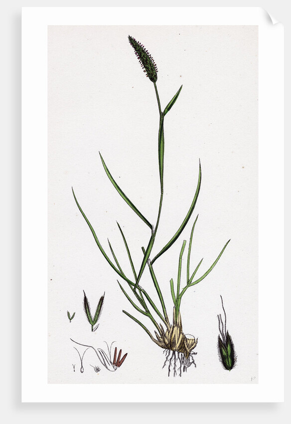 Alopecurus Bulbosus Tuberous Fox-Tail-Grass by Anonymous