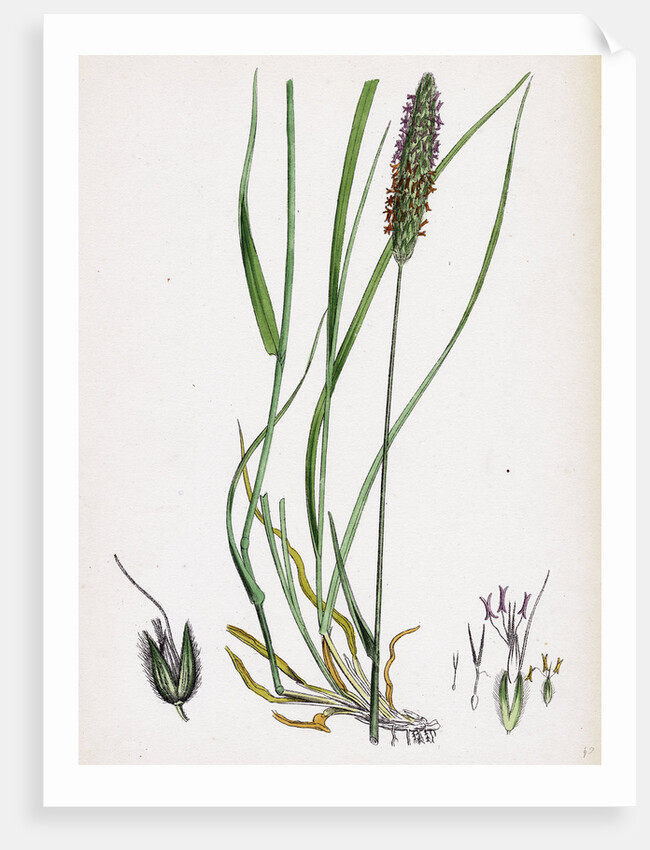 Alopecurus Pratensis Meadow Fox-Tail-Grass by Anonymous