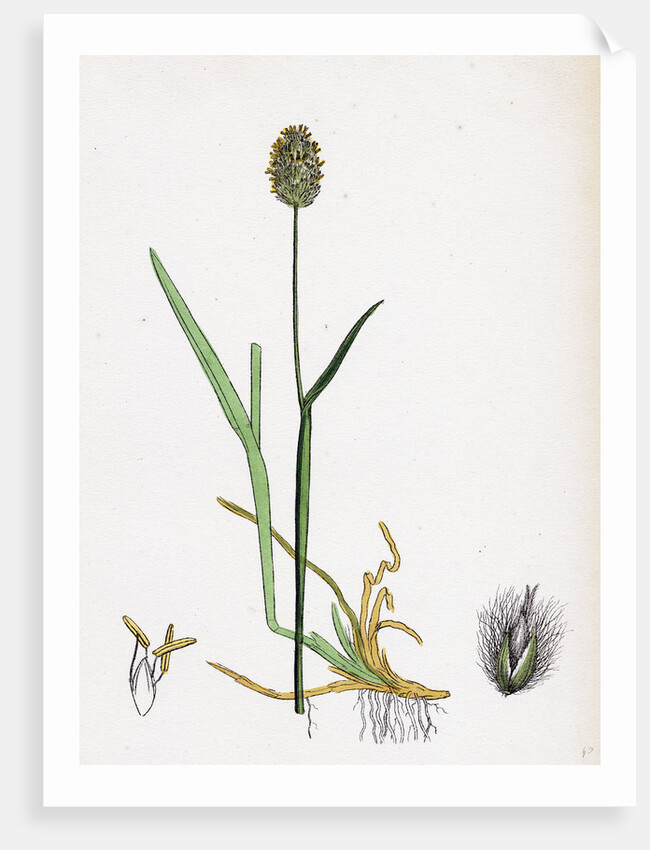 Alopecurus Alpinus Alpine Fox-Tail-Grass by Anonymous