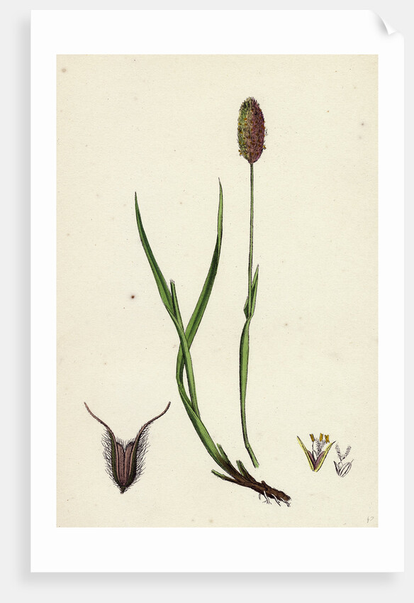 Phleum Alpinum Alpine Timothy-Grass by Anonymous