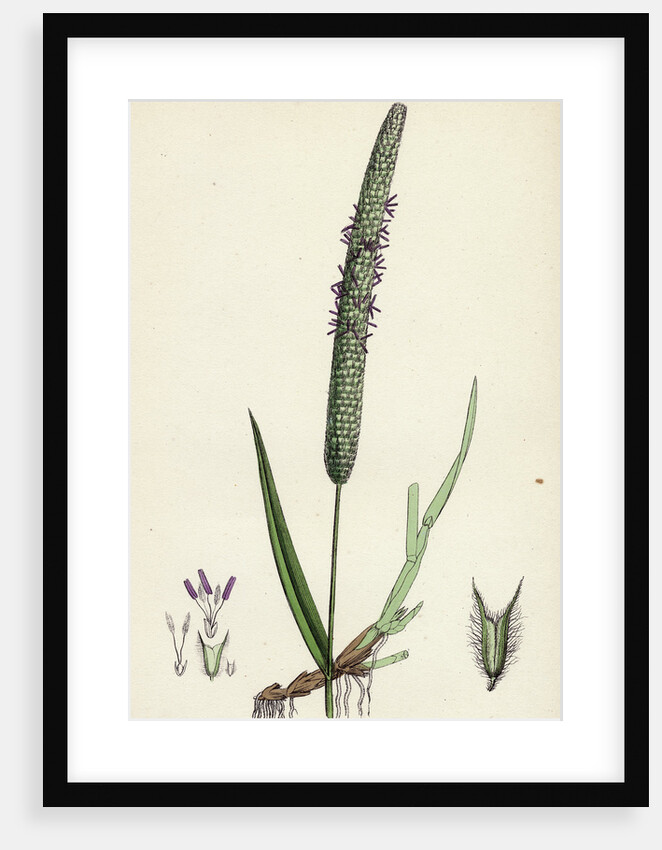 Phleum Pratense Var. Genuinum Common Timothy-Grass Var. A. by Anonymous