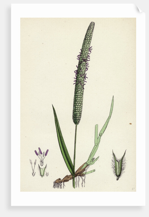 Phleum Pratense Var. Genuinum Common Timothy-Grass Var. A. by Anonymous