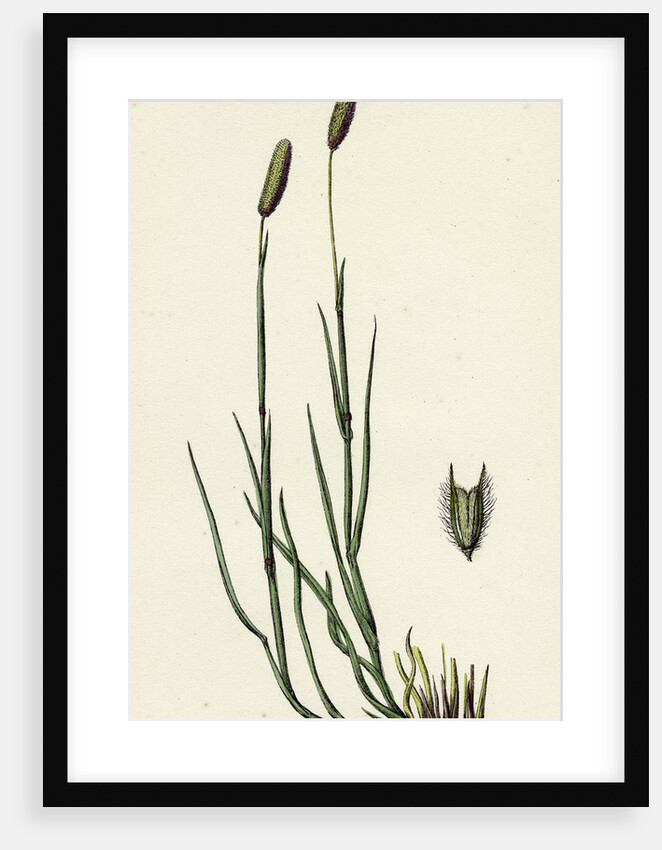 Phleum Pratense Var. Nodosum Common Timothy-Grass Var. B. by Anonymous