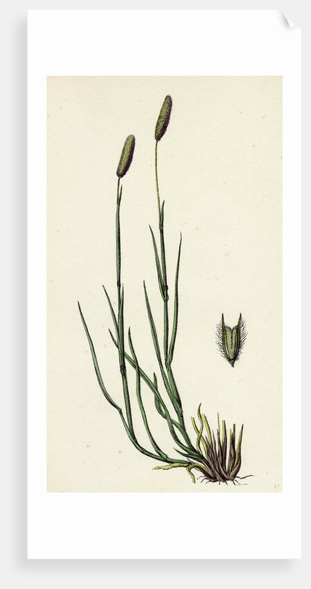 Phleum Pratense Var. Nodosum Common Timothy-Grass Var. B. by Anonymous