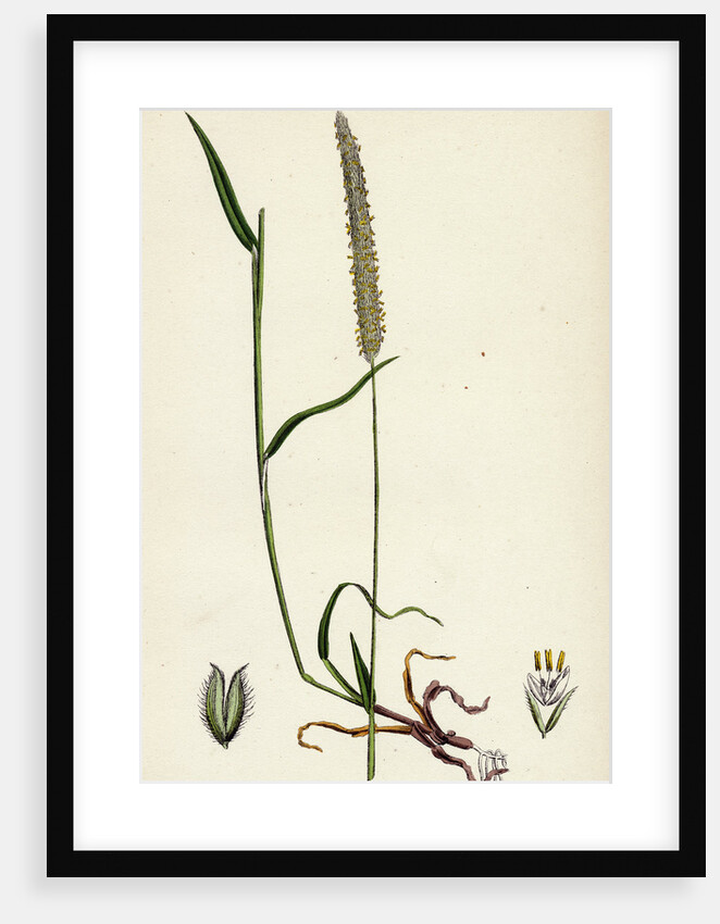 Phleum Böhmeri Purple-Stalked Timothy-Grass by Anonymous