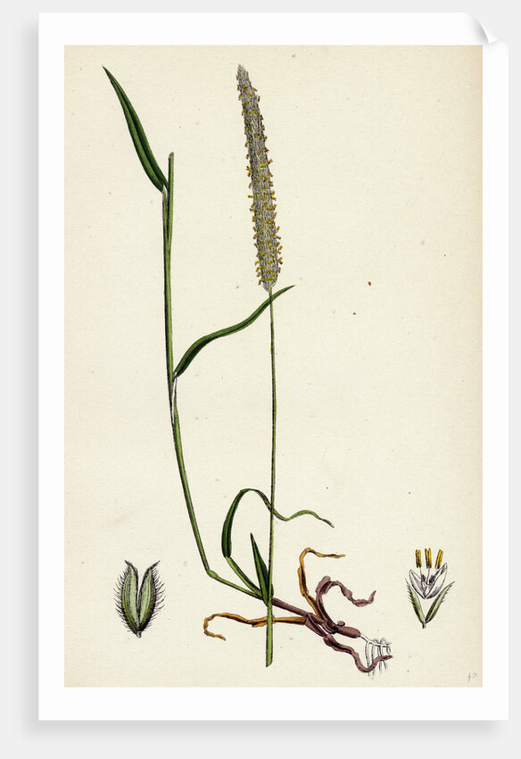 Phleum Böhmeri Purple-Stalked Timothy-Grass by Anonymous