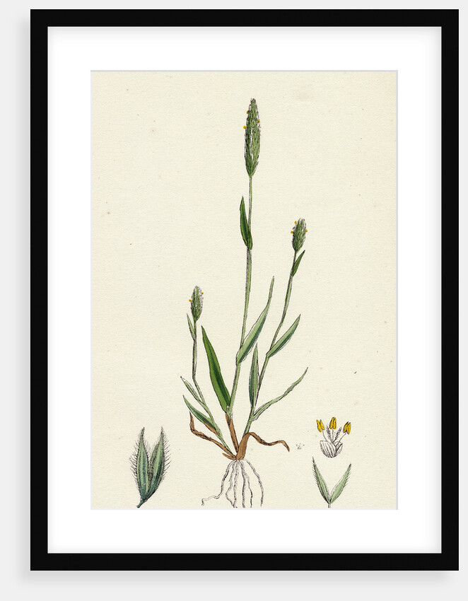 Phleum Arenarium Sand Timothy-Grass by Anonymous