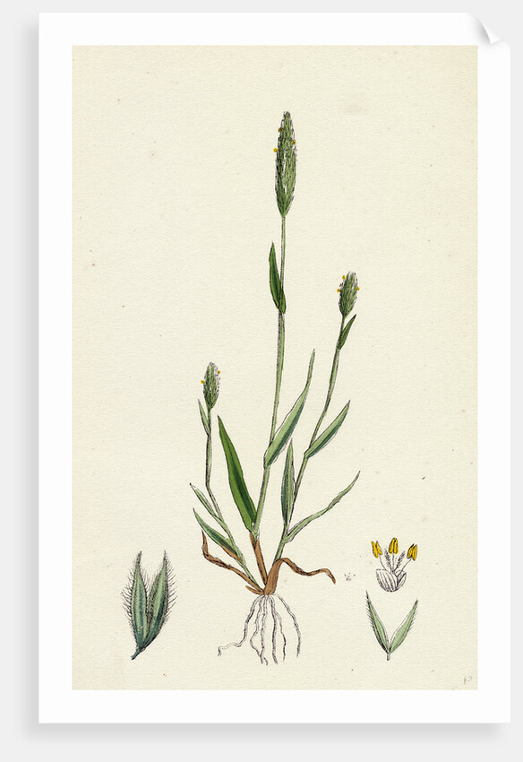 Phleum Arenarium Sand Timothy-Grass by Anonymous