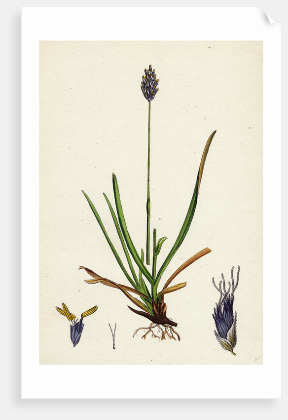 Sesleria Caerulea Blue Moor-Grass by Anonymous