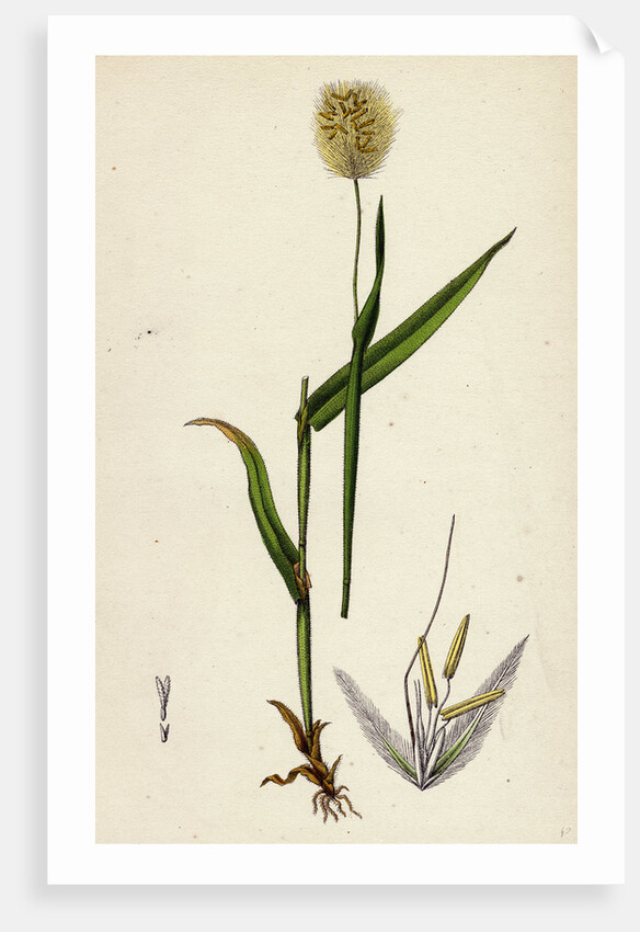 Lagurus Ovatus Ovate Hare's-Tail-Grass by Anonymous