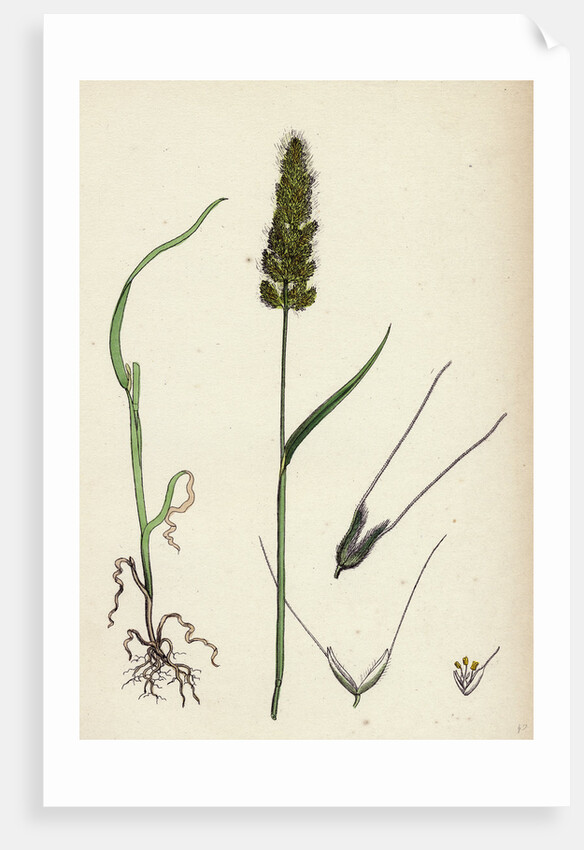 Polypogon Monspeliensis Annual Beard-Grass by Anonymous