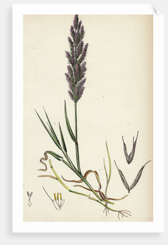 Polypogon Littoralis Perennial Beard-Grass by Anonymous