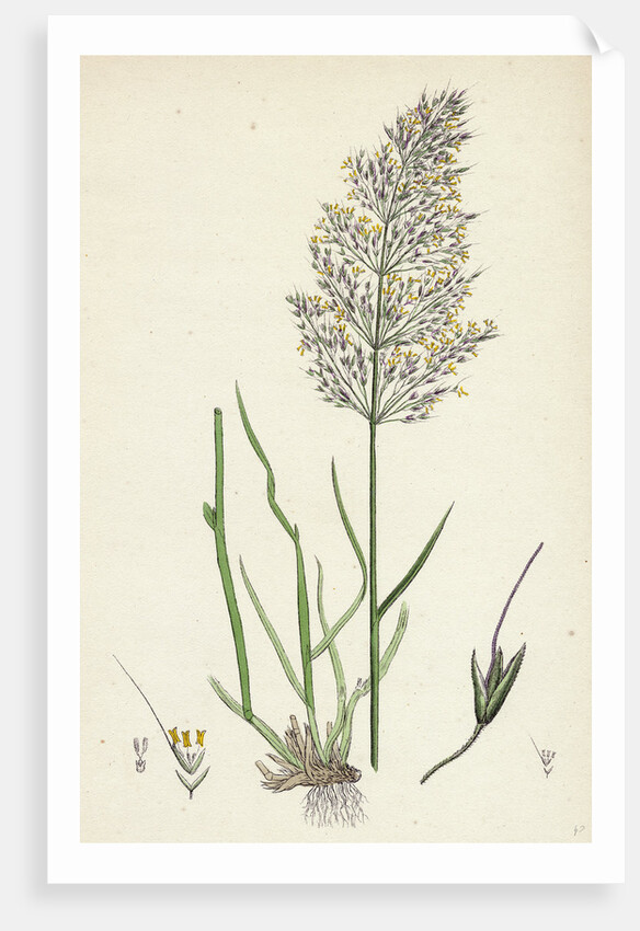 Agrostis Spica-Venti Spreading Silky Bent-Grass by Anonymous