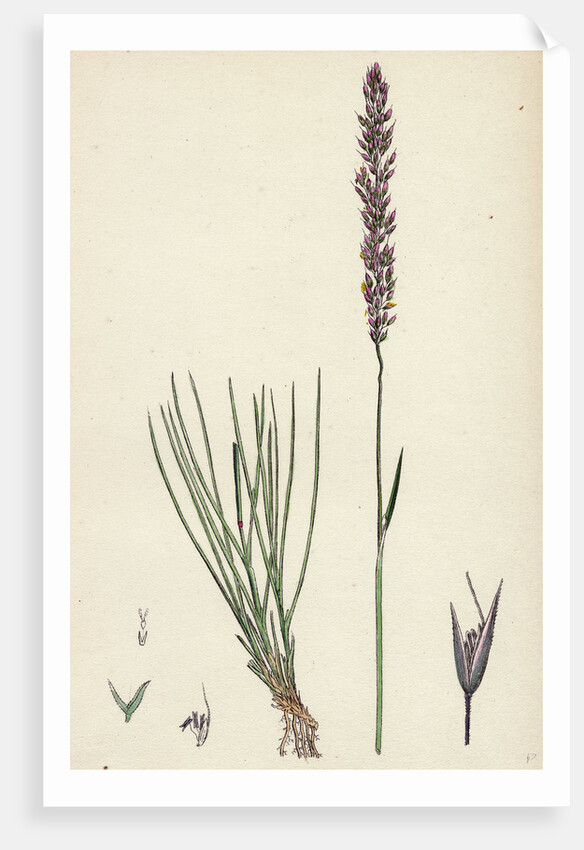 Agrostis Setacea Bristle-Leaved Bent-Grass by Anonymous