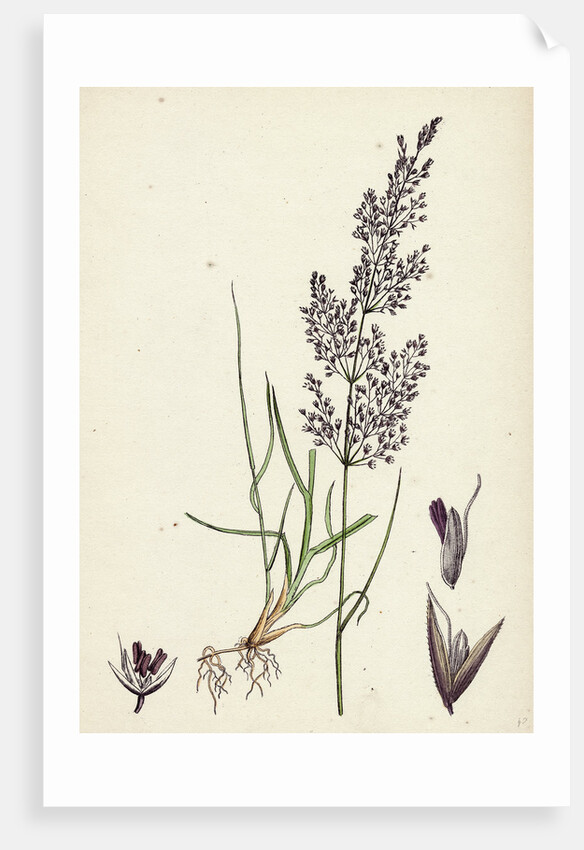 Agrostis Canina Brown Bent-Grass by Anonymous