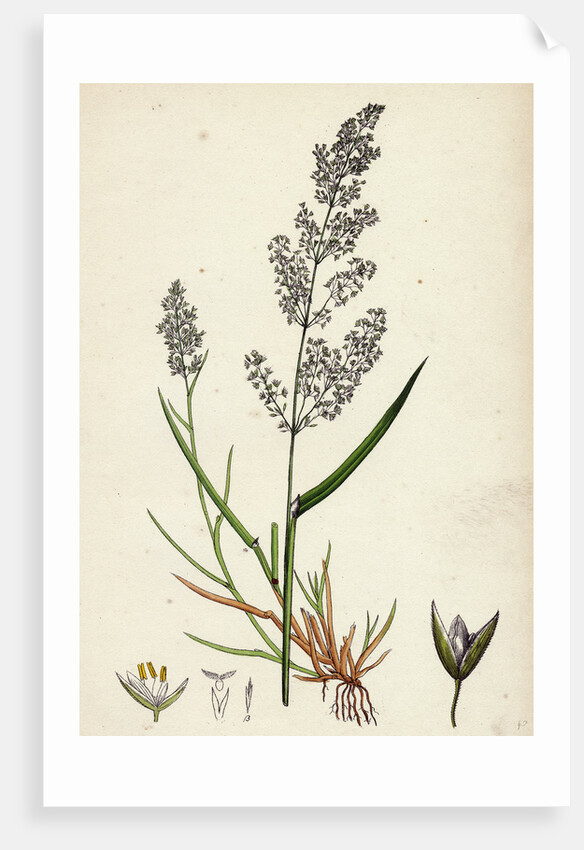 Agrostis Alba Var. Genuina Marsh Bent-Grass Var. A. by Anonymous