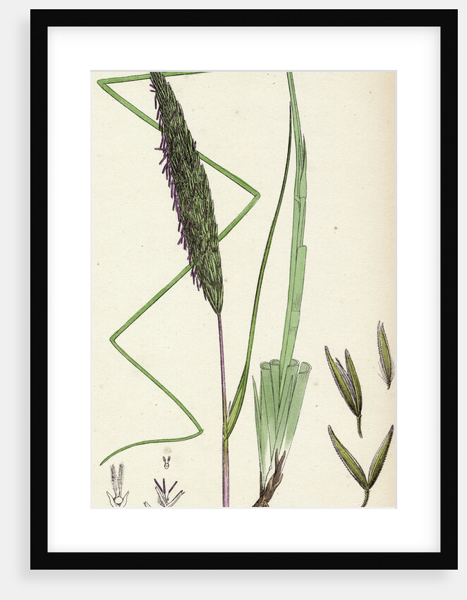 Botanical Print by Anonymous